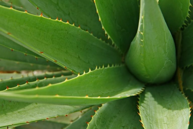 How To Cut Aloe Vera Plant Without Killing It Mowerify